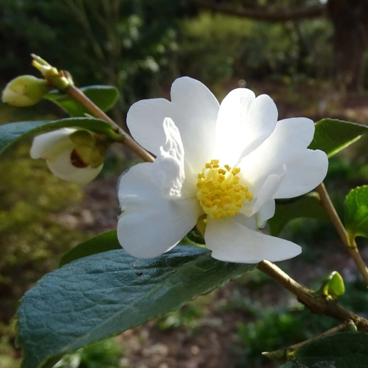 C. grisjii